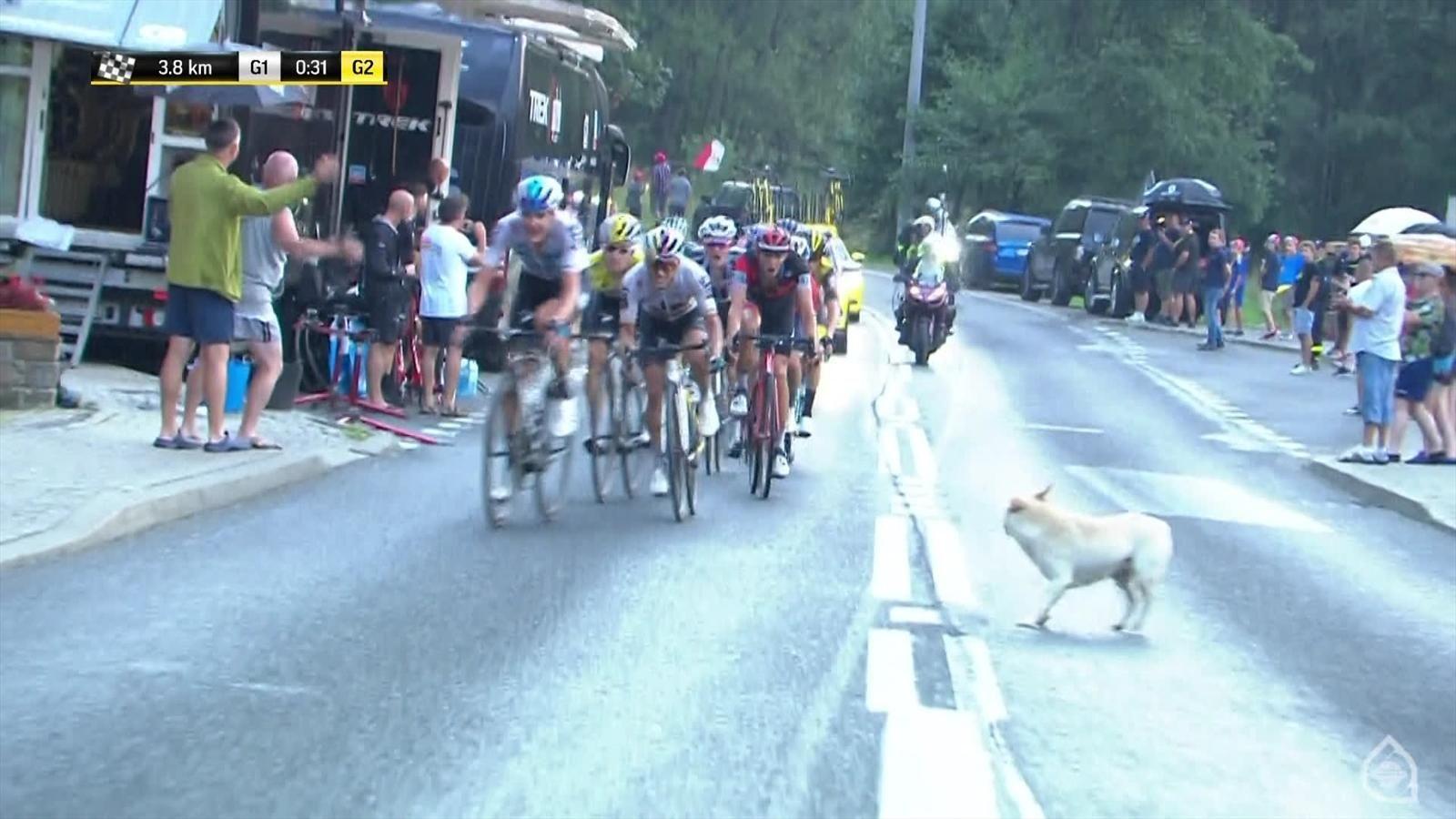 Cyclist-Crashes-Avoiding-Dog.jpg#asset:1657
