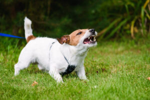 How Common Are Dog Bites in Illinois?
